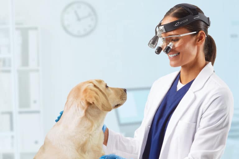 veterinary woman with a headlight and loupes helping a dog feel better